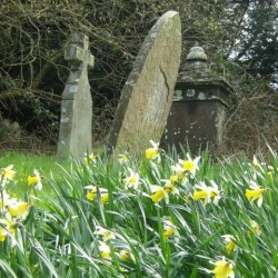 grave with daffodils